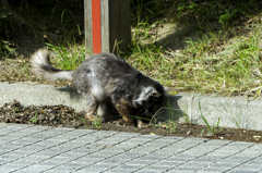 そこ掘れニャンニャン