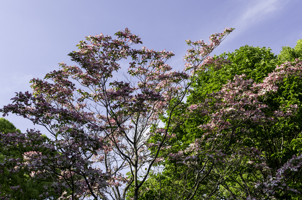 まだ4月なのに暑すぎる