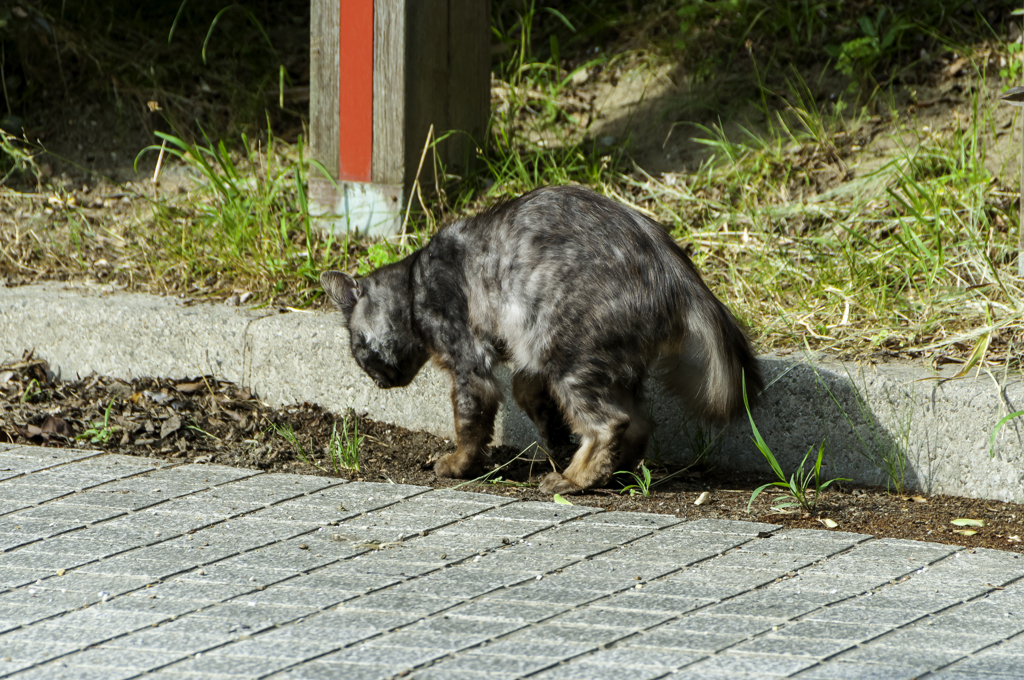 証拠は残さない 隠せ！隠せ！