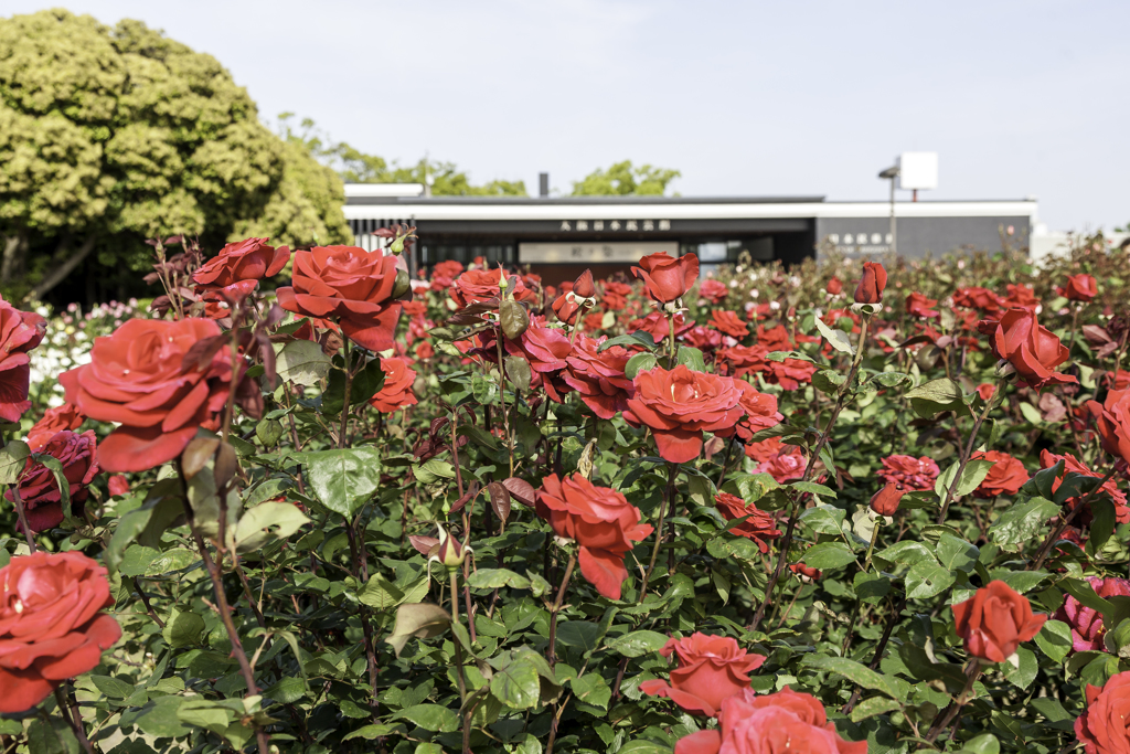 平和のバラ園
