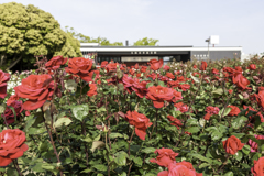平和のバラ園