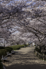 水月