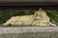 橋の隙間でゴツン