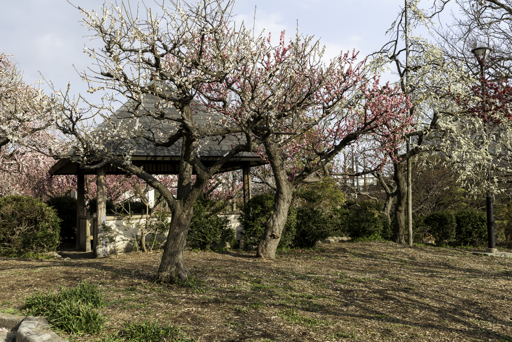 水月 2018・3月