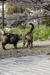 やっぱり花より猫が好き