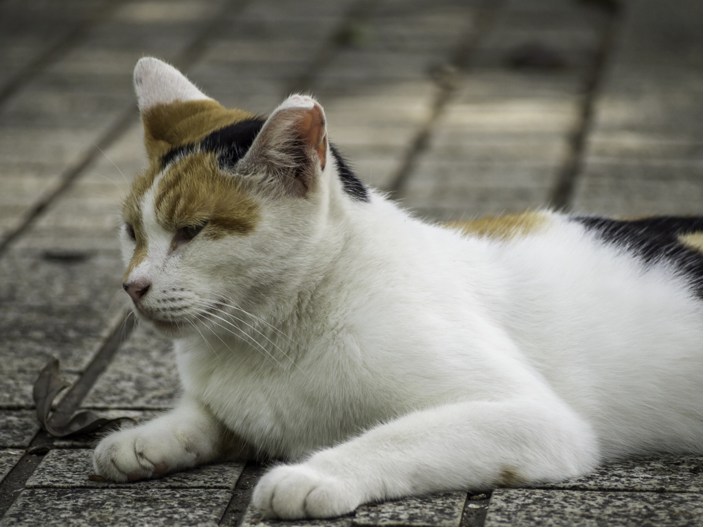 気温が高すぎると猫さんも何処かに隠れて出てきてくれません。