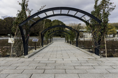 疎らに咲く薔薇