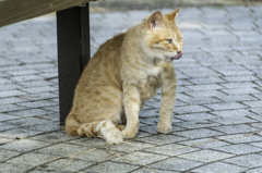食った食ったペロン