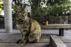 タマさん後ろに人影「ヒトカゲ」が