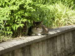 どこか涼しい場所はないかなぁ～