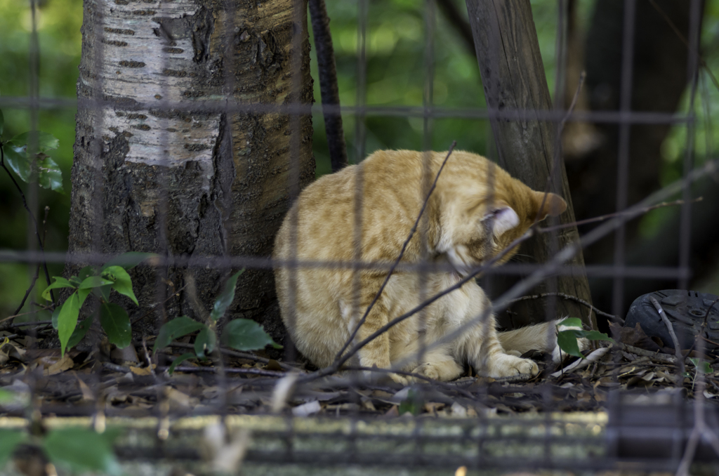 猫の腰掛け