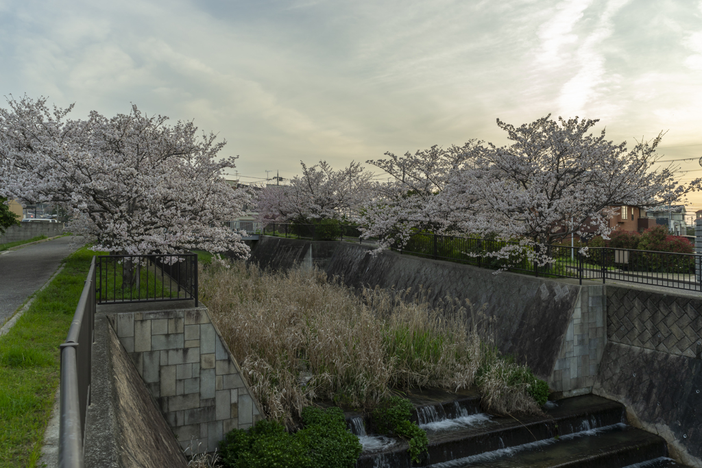 千里川 花咲か公園