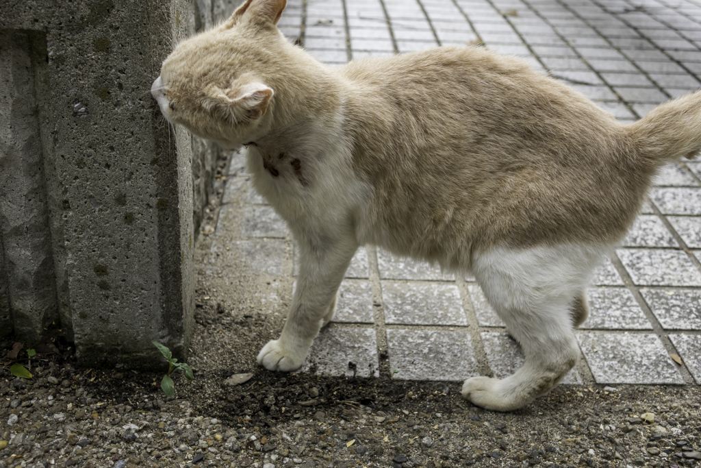 ガリガリってちょっとどこかじってるの