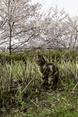 やっぱり花より猫が好き