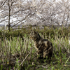 やっぱり花より猫が好き