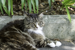 猫はこたつでと言いますが僕は暑いより寒いほうがいいにゃ