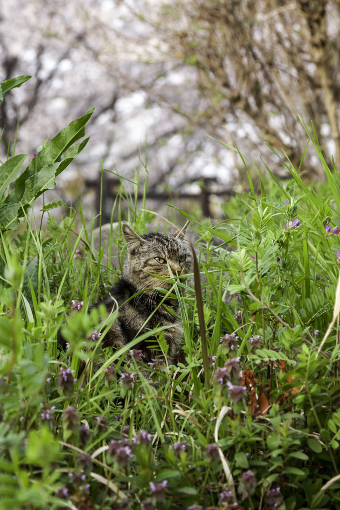 やっぱり花より猫が好き