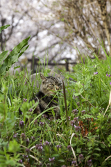 やっぱり花より猫が好き