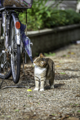 にゃんだろうこれ？
