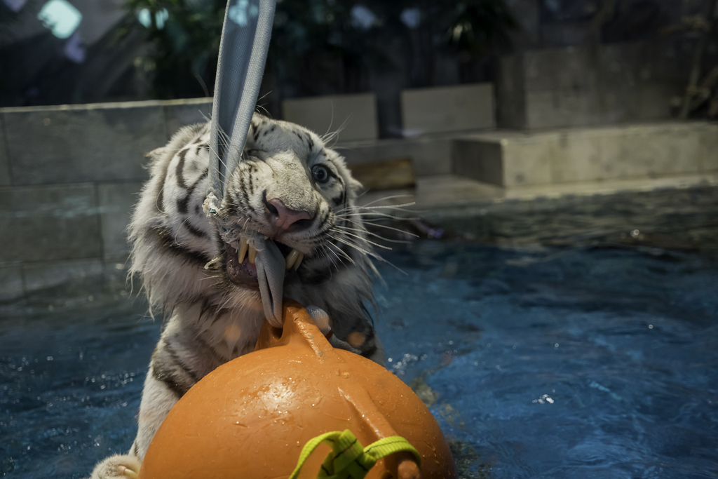 遊びながらの食事