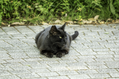 なんちゃってクロヒョウ