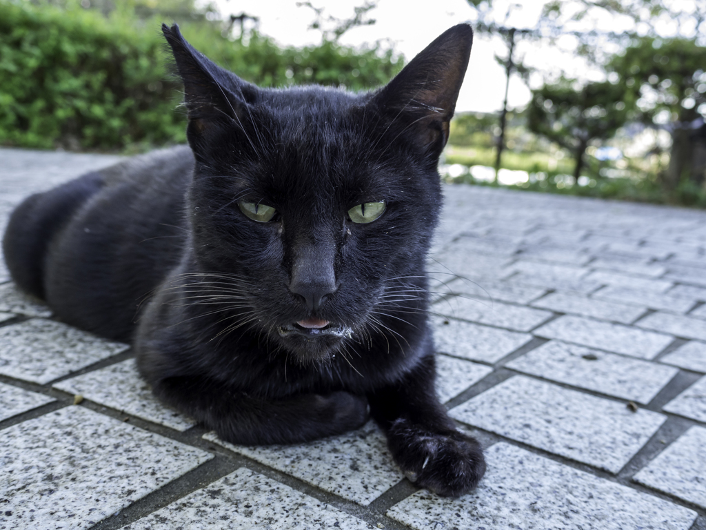 最近涼しくなったと思ったらまた暑くなってどうにゃってるのにゃ