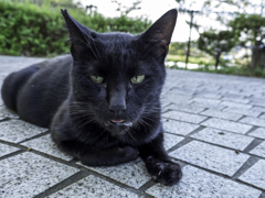 最近涼しくなったと思ったらまた暑くなってどうにゃってるのにゃ