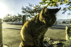 にゃんで太陽はこんなに眩しいのだろう