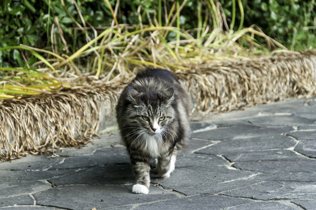 出た！！野良猫の貴公子