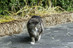 出た！！野良猫の貴公子