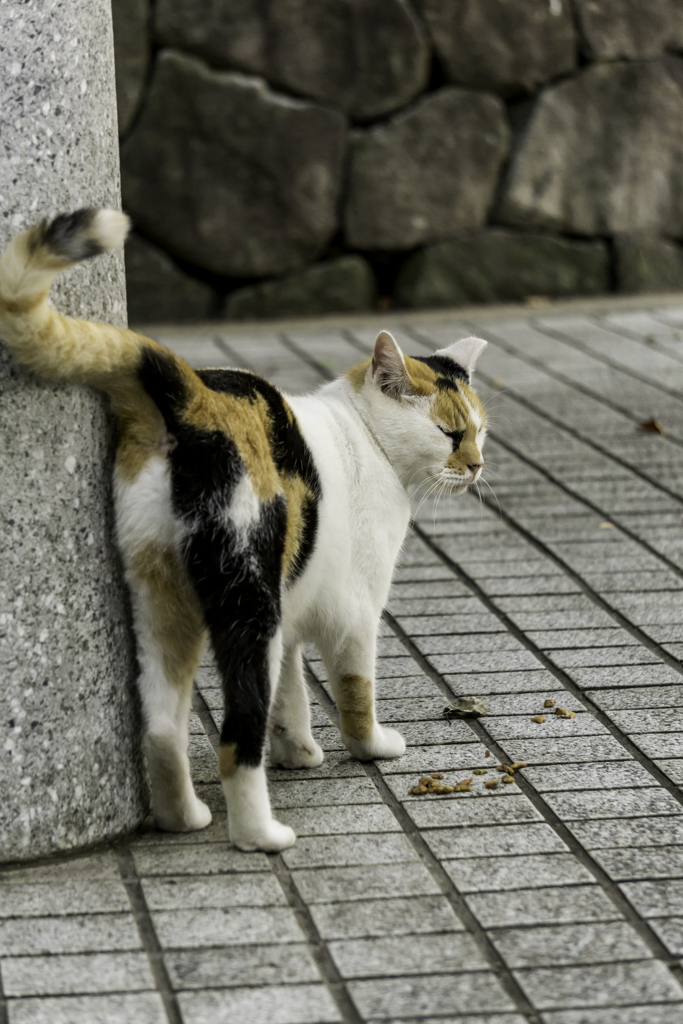 ねぇねぇ柱さんスリスリ