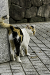 ねぇねぇ柱さんスリスリ
