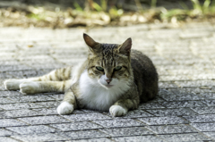え！なに？カメラの方を向いてほしいの？しょうがないにゃ～