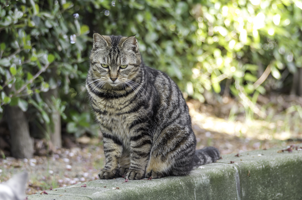 猫にも悩み事はあるんだにゃ