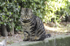 猫にも悩み事はあるんだにゃ