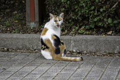 誰か呼んだかにゃ？