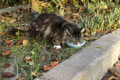 ねこまっしぐら