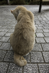 かぎしっぽ