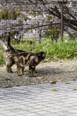 やっぱり花より猫が好き