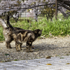 やっぱり花より猫が好き