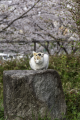 やっぱり花より猫が好き