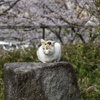 やっぱり花より猫が好き