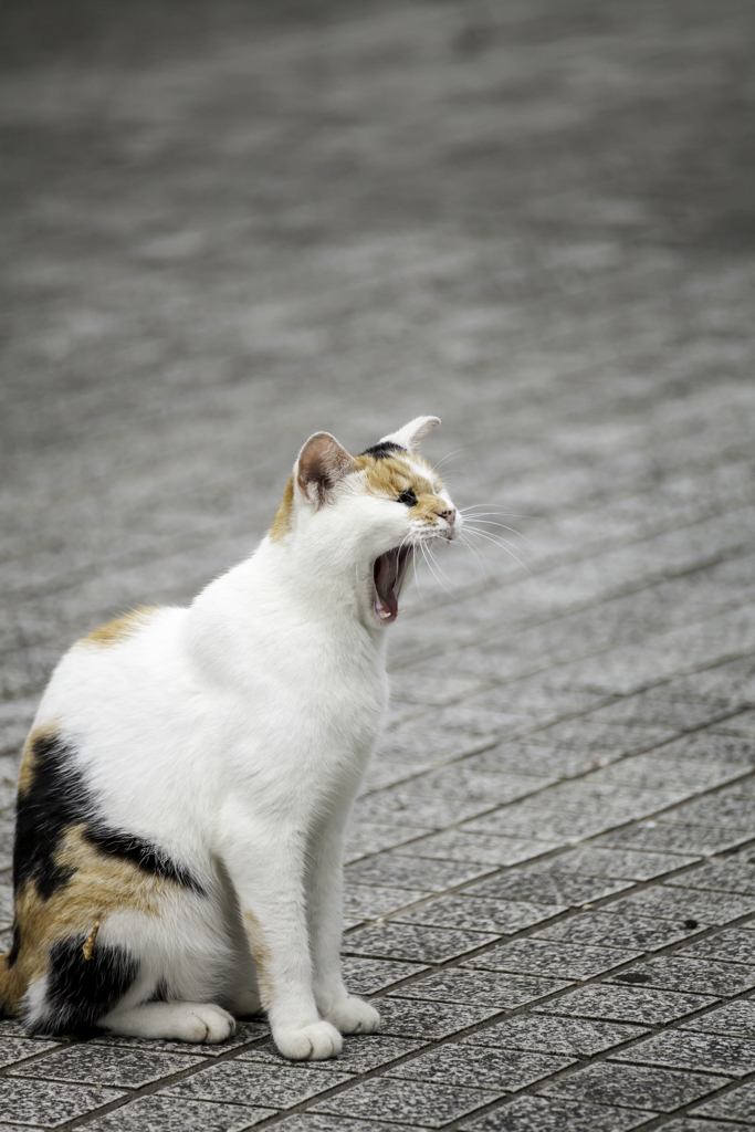 これだけ暑いと口から炎だって出せるかも