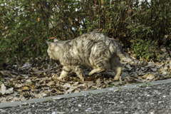 またもやポテさん逃亡