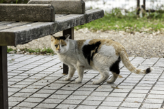 やっぱり花より猫が好き