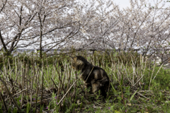 やっぱり花より猫が好き