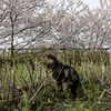 やっぱり花より猫が好き