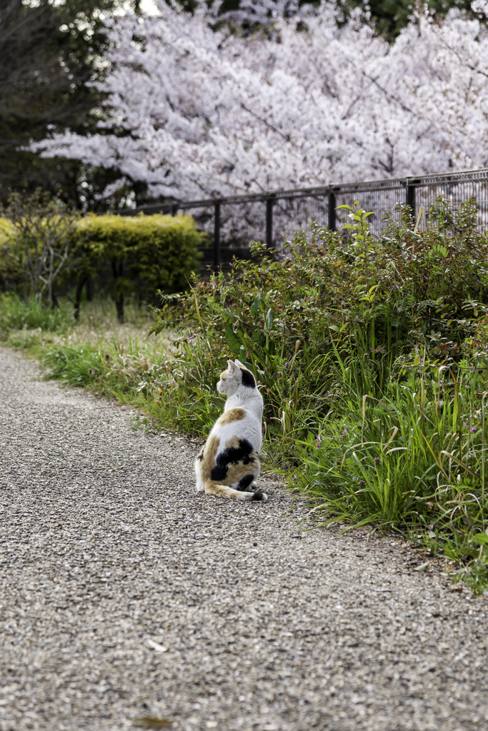 やっぱり花より猫が好き