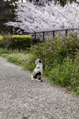 やっぱり花より猫が好き