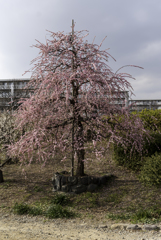 水月 2018・3月